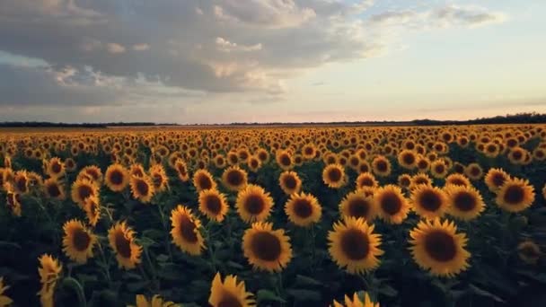 Latanie nad polem kwitnących słoneczników. pole słoneczników o zachodzie słońca — Wideo stockowe