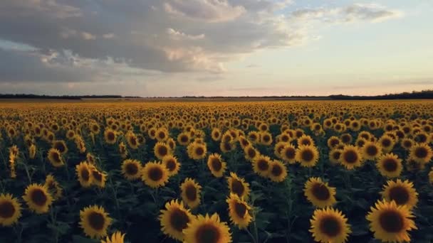 Vliegen over een veld van bloeiende zonnebloemen. veld van zonnebloemen bij zonsondergang — Stockvideo