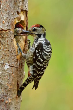 Baba kuş yuvadaki bebeğine bakıyor, dolgun göğüslü ağaçkakan erkeği yavrusunu yumuşak solucan, hayvani içgüdü koyarak besliyor.
