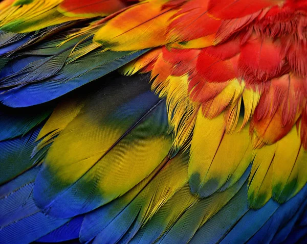 Beau Fond Nature Détails Rapprochés Texture Plumes Oiseaux Perroquet Aras — Photo