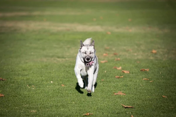 Husky running — Stock Photo, Image