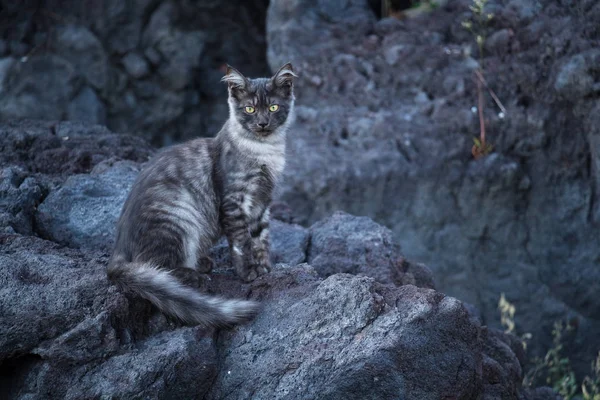 Etna volkanik lavının oluşturduğu volkanik plajda vahşi bir kedi. Catania, İtalya. Koyu arkaplan, metin alanı