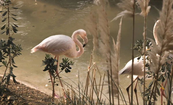 Flamingolar Tahran, İran 'da kuş parkında. 