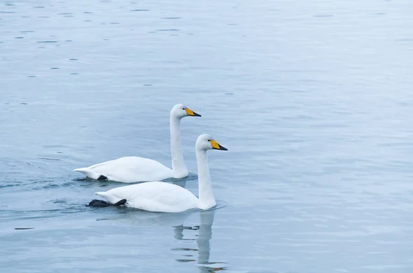 Deux Oies Nageant Dans Fond Bleu Blanc Eau Hiver Temps — Photo