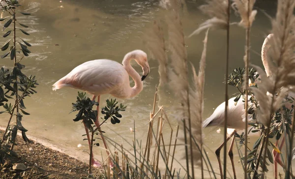 Flamingolar Tahran, İran 'da kuş parkında. 