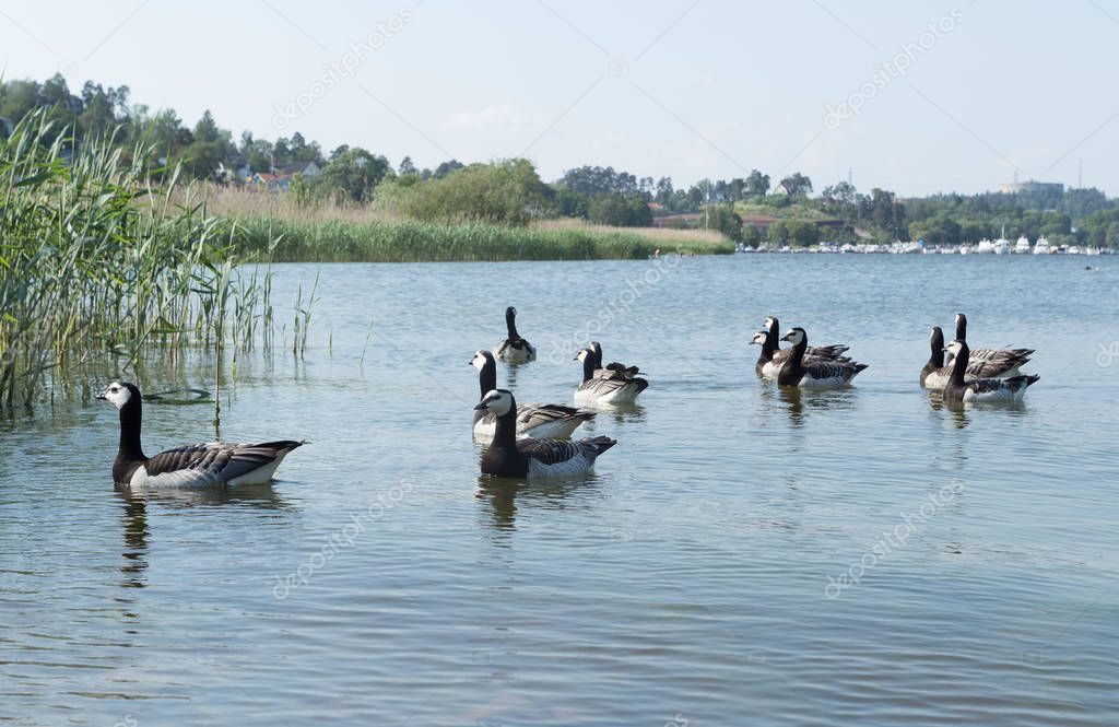 Birds swimming in a Sollentuna lake in Stockholm, Sweden