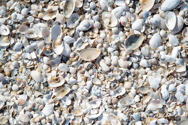 Many Beautiful Shells Beach — Stock Photo, Image