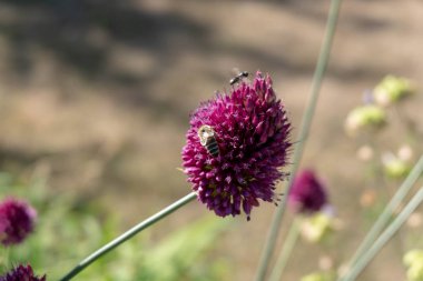 Süs tüplerindeki arılar polen ve polen toplar. Süslü leylağın mor çiçekleri var.