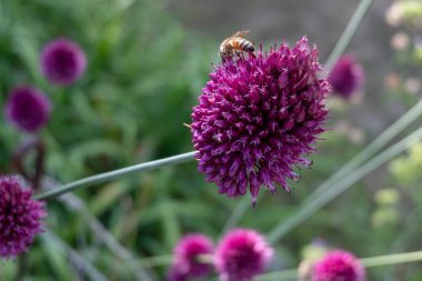 Süs tüplerindeki arılar polen ve polen toplar. Süslü leylağın mor çiçekleri var.