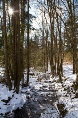 Karlı ormanda küçük bir nehir soğuk bir kış ve karlı ağaçlarla