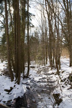 Karlı ormanda küçük bir nehir soğuk bir kış ve karlı ağaçlarla