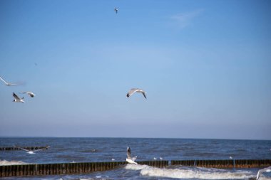 Sonbaharda Leipzig 'deki Karl-Heine-Kanalı manzarası