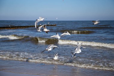 Sonbaharda Leipzig 'deki Karl-Heine-Kanalı manzarası