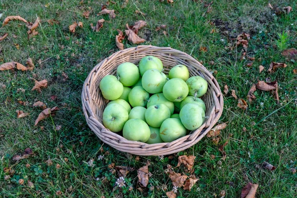 Freshly Picked Apples Basket Meadow — Stock Photo, Image