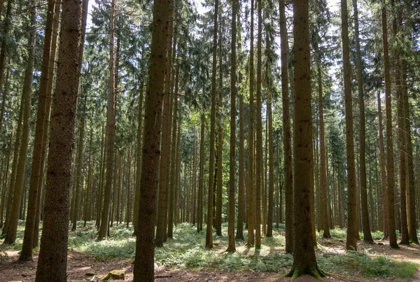 Ormana giden yol. Güneş ağaçların arasından parlıyor..