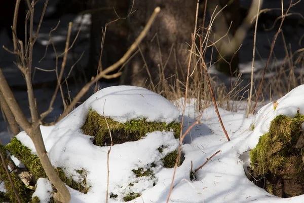 Een Besneeuwde Steen Met Mos Winter Bavaria — Stockfoto