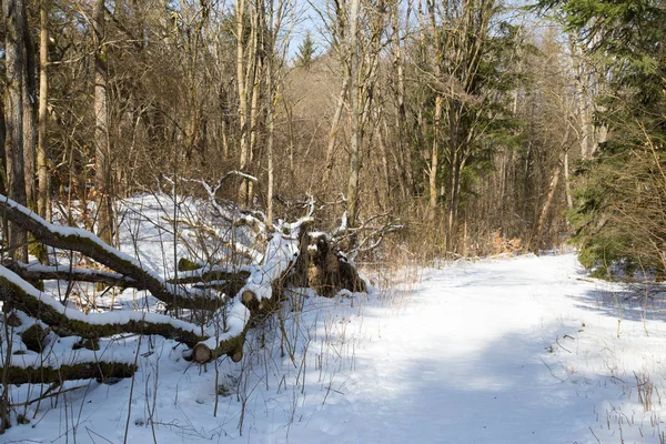 Camino Tranquilo Nevado Medio Bosque — Foto de Stock