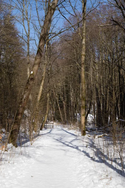 Camino Tranquilo Nevado Medio Bosque — Foto de Stock