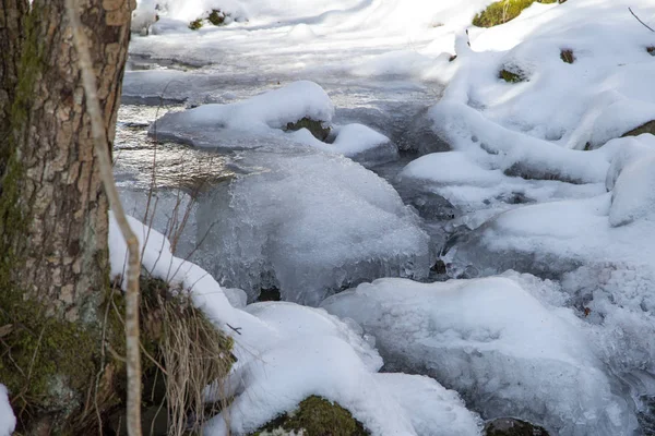 Мала Річка Засніженому Лісі Холодну Зиму Сніжними Деревами — стокове фото