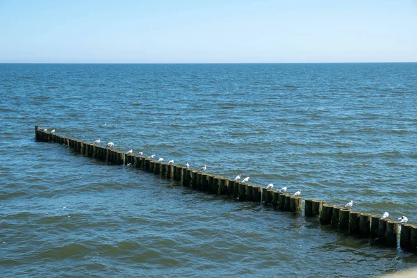 Martılar bir Groyne 'un üzerinde oturuyorlar.