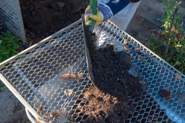 Humus, daha ileri işlemler için bir kürekle el arabasına bağlanır..
