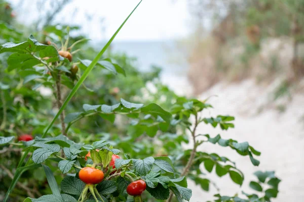 Argousier Mûr Sur Plage Zempin Sur Île Usedom Dans Mer — Photo