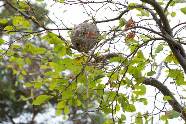 Big Wasps Nest Tree — Stock Photo, Image