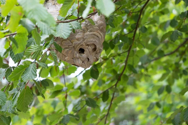 Big Wasps Nest Tree — Stock Photo, Image