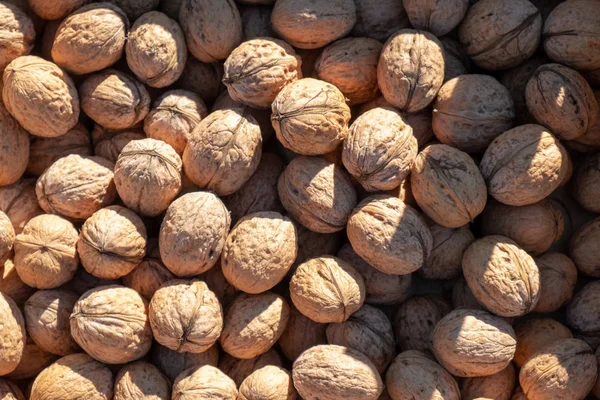 Muchas nueces frescas — Foto de Stock