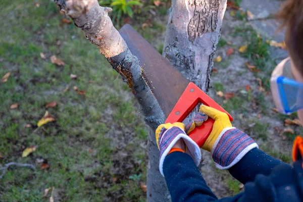 A child saws a branch in the garden with a garden saw — Stock Photo, Image