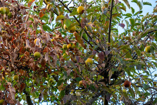rotten apples hang from a tree in autumn