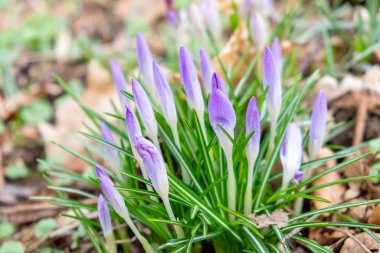 İlkbaharda ormandaki bir çayırda mor timsahlar.