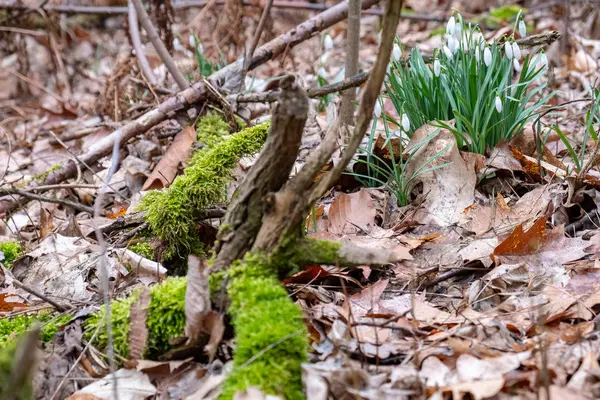 Płatki śniegu w lesie między mchem, liśćmi i złamaną gałęzią — Zdjęcie stockowe