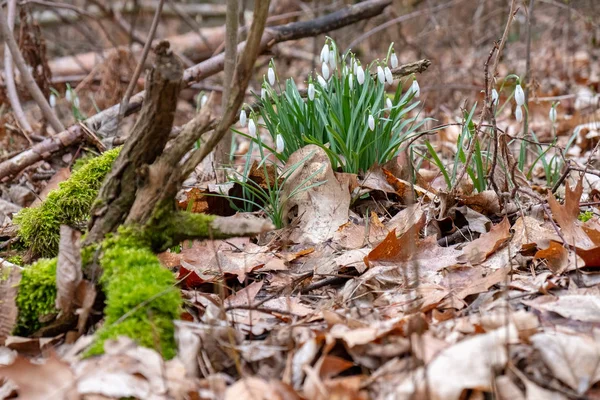 Сніжинки в лісі між мохом, листям і ламаними гілками — стокове фото