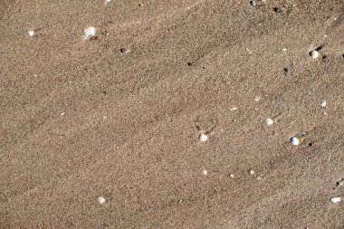 Yıkanmış deniz kabuklarıyla kum