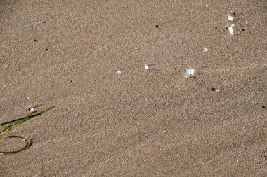 Yıkanmış deniz kabuklarıyla kum