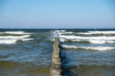 Baltık Denizi 'ni seyret Zempin plajındaki damızlıklarıyla. 