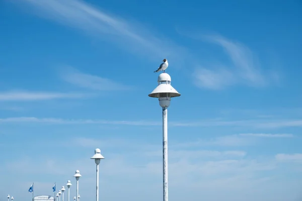 A seagull sitting on a lamp — Stock Photo, Image