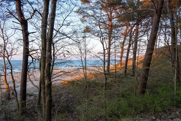 Blick Auf Den Strand Von Zempin Durch Den Wald Bei — Stockfoto