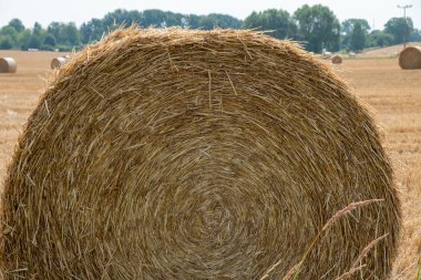 Gün boyunca bir tarlada hasat yaptıktan sonra saman balyalarını yuvarla.