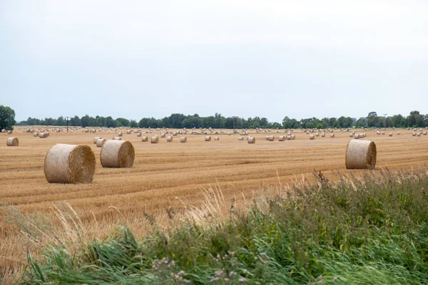 Ballots de paille ronds après la récolte dans un champ pendant la journée . — Photo