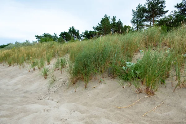Uma duna com grama de duna no Mar Báltico em uma floresta — Fotografia de Stock