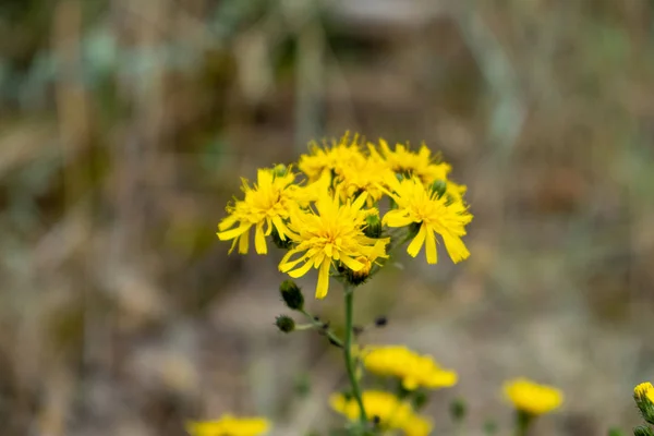 The meadow-pippau (Crepis biennis) in the sunlight — 스톡 사진