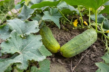 Bahçede yetişen salatalıklar yerde yetişir.