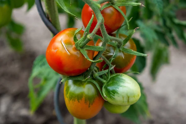 Pomodori rossi, maturi e verdi coltivati in casa sull'arbusto nel gardo — Foto Stock