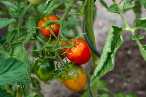 Tomates vermelhos, maduros e verdes criados em casa no arbusto da acelga — Fotografia de Stock