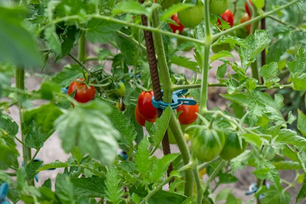 Házi termesztésű piros, érett és zöld paradicsom a bokor a gard — Stock Fotó