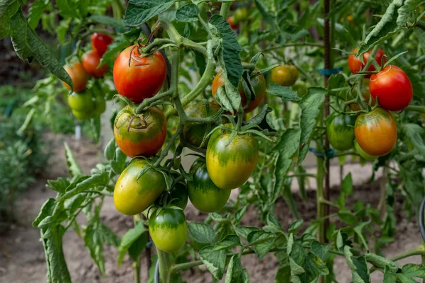 Tomates vermelhos, maduros e verdes criados em casa no arbusto da acelga — Fotografia de Stock