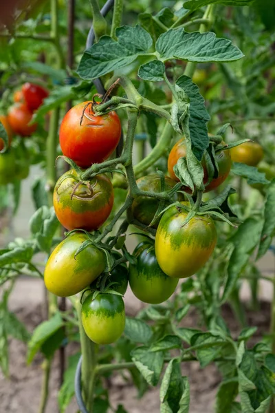 Pomodori rossi, maturi e verdi coltivati in casa sull'arbusto nel gardo — Foto Stock