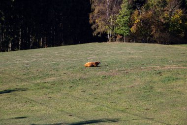 Vogtland 'da bir dağ otlağında çayırdaki kahverengi inekler 